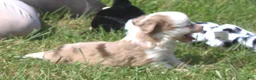 Toy Australian Shepherd dogs for sale: Toy Australian Shepherd 2 - Ad 5