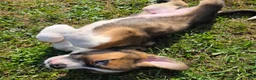 Mixed Breed dogs for sale: Mixed Breed Puppy 1 - Ad 1