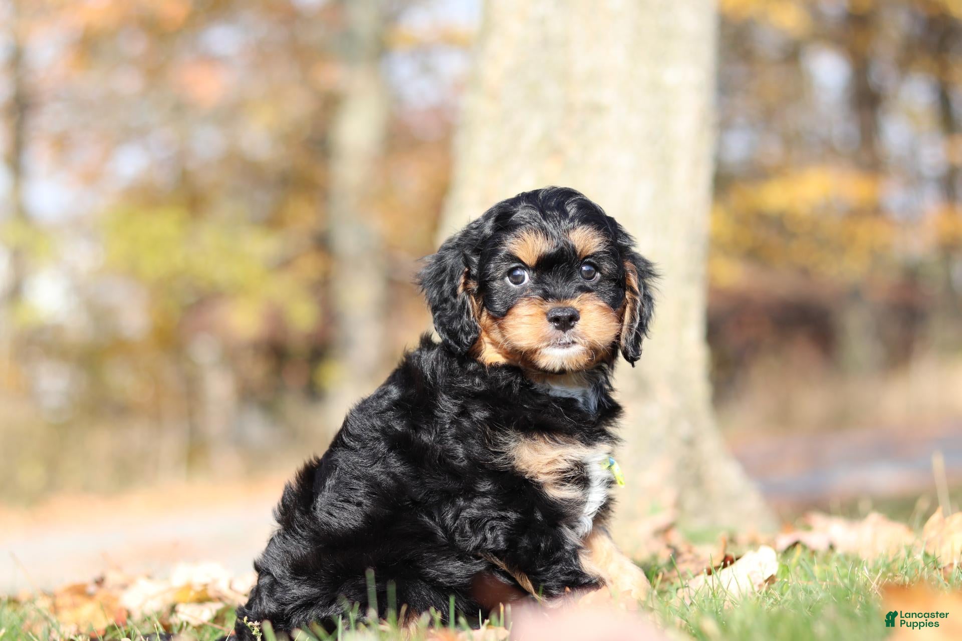 Cavapoo dogs for sale: Dax - Ad 2