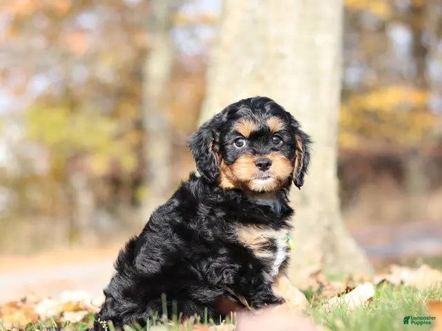 Cavapoo dogs for sale: Dax - Ad 2