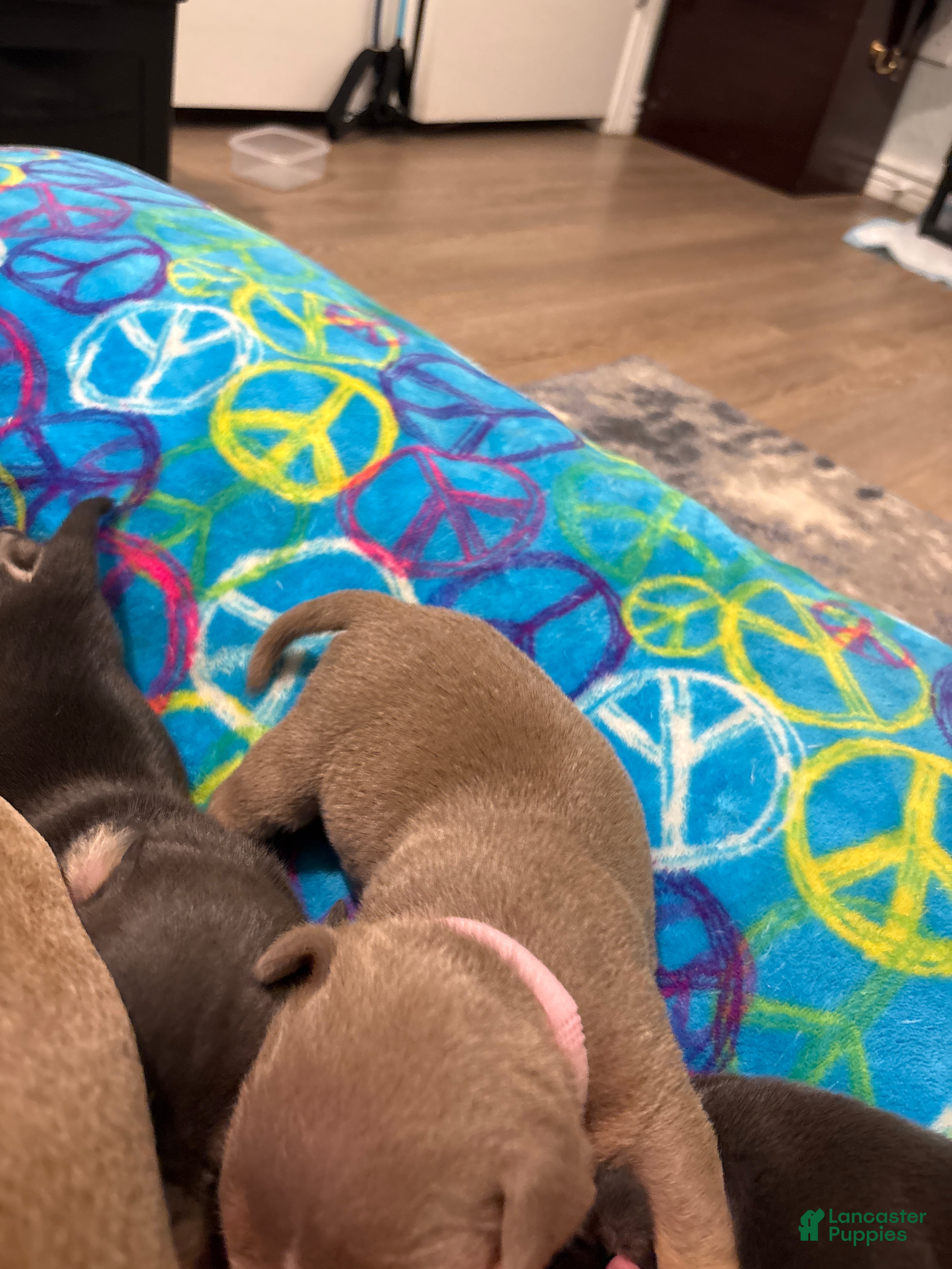 American Bully dogs American Bully Puppy 8 - Ad 10