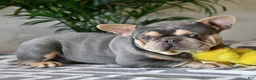 French Bulldog dogs for sale: Waffles - Ad 7