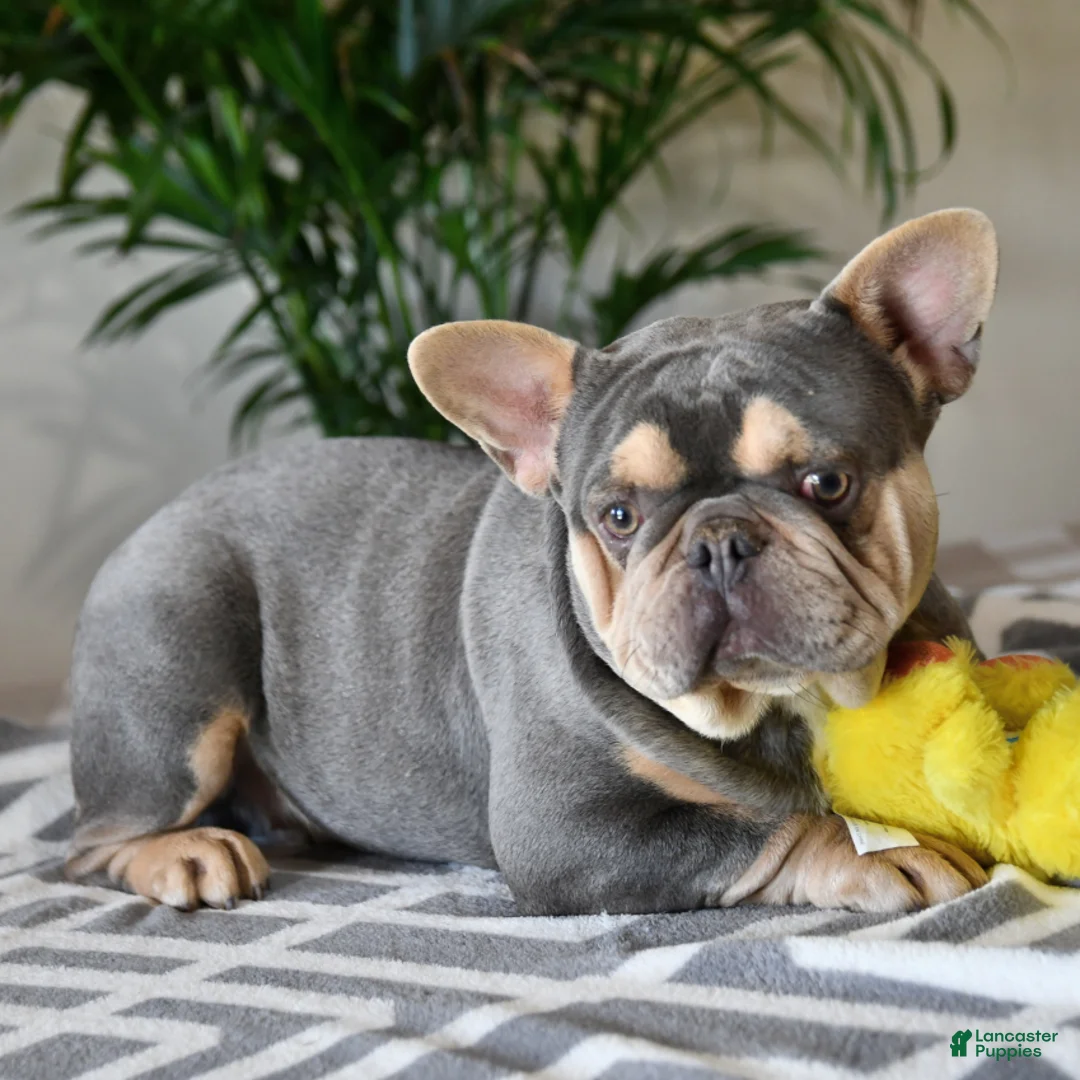 French Bulldog dogs for sale: Waffles - Ad 7