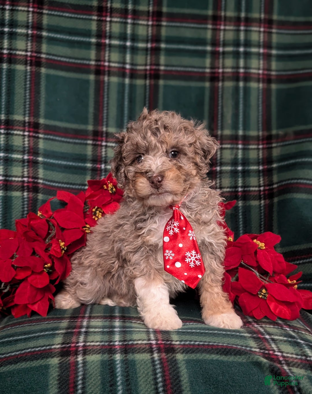 Mini Bernedoodle dogs for sale: Adrian Hypoallergenic - Ad 3