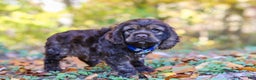 Cocker Spaniel dogs for sale: Jettson - Ad 1
