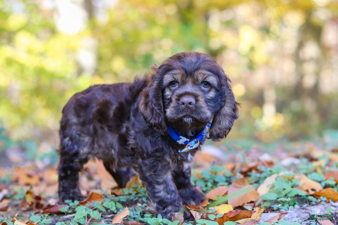 Cocker Spaniel dogs for sale: Jettson - Ad 1