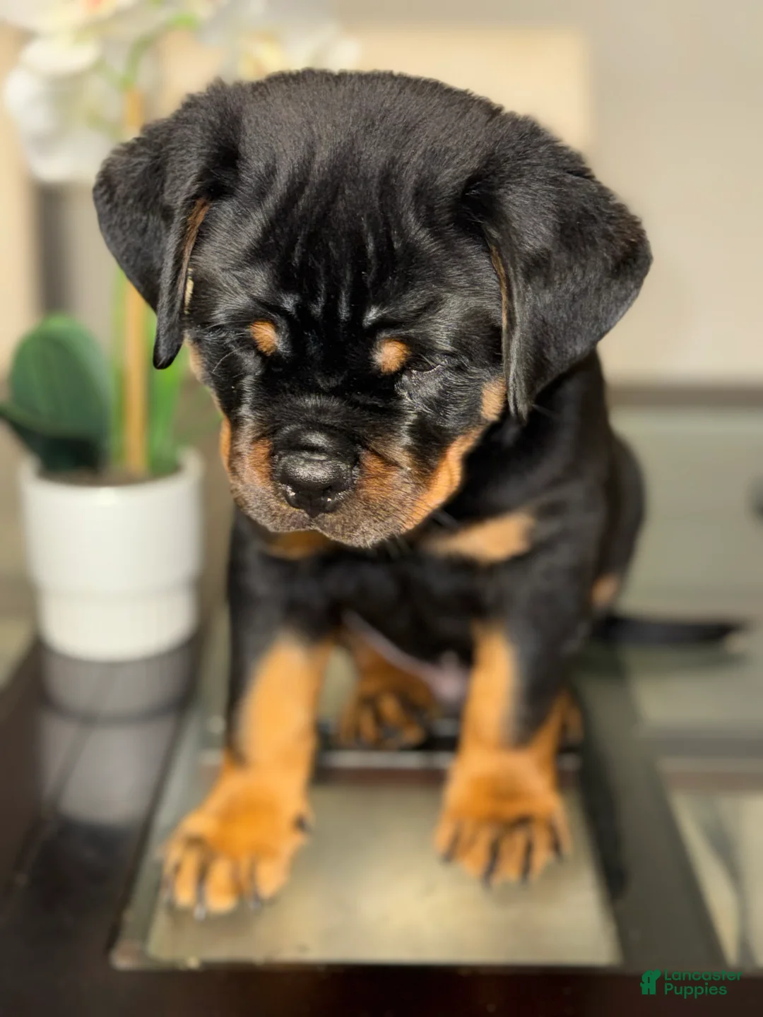 Rottweiler dogs for sale: Rottweiler Puppy 1 - Ad 2