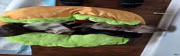 Dachshund dogs for sale: Dark Chocolate - Ad 15