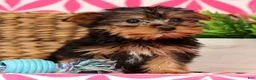 Yorkshire Terrier dogs for sale: Kyle - Ad 6