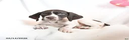 German Shorthaired Pointer dogs for sale: Remi  - Ad 3