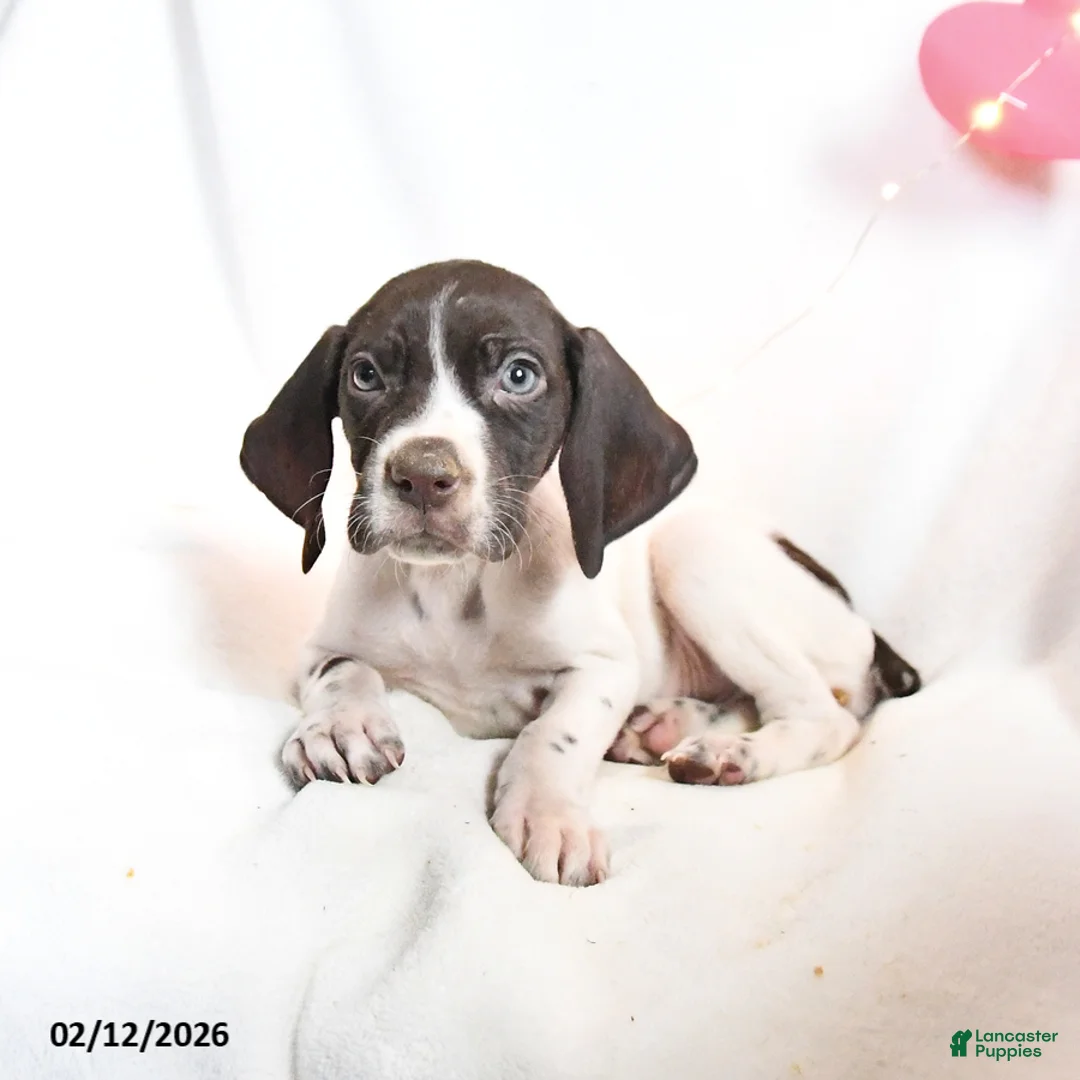 German Shorthaired Pointer dogs for sale: Remi  - Ad 3