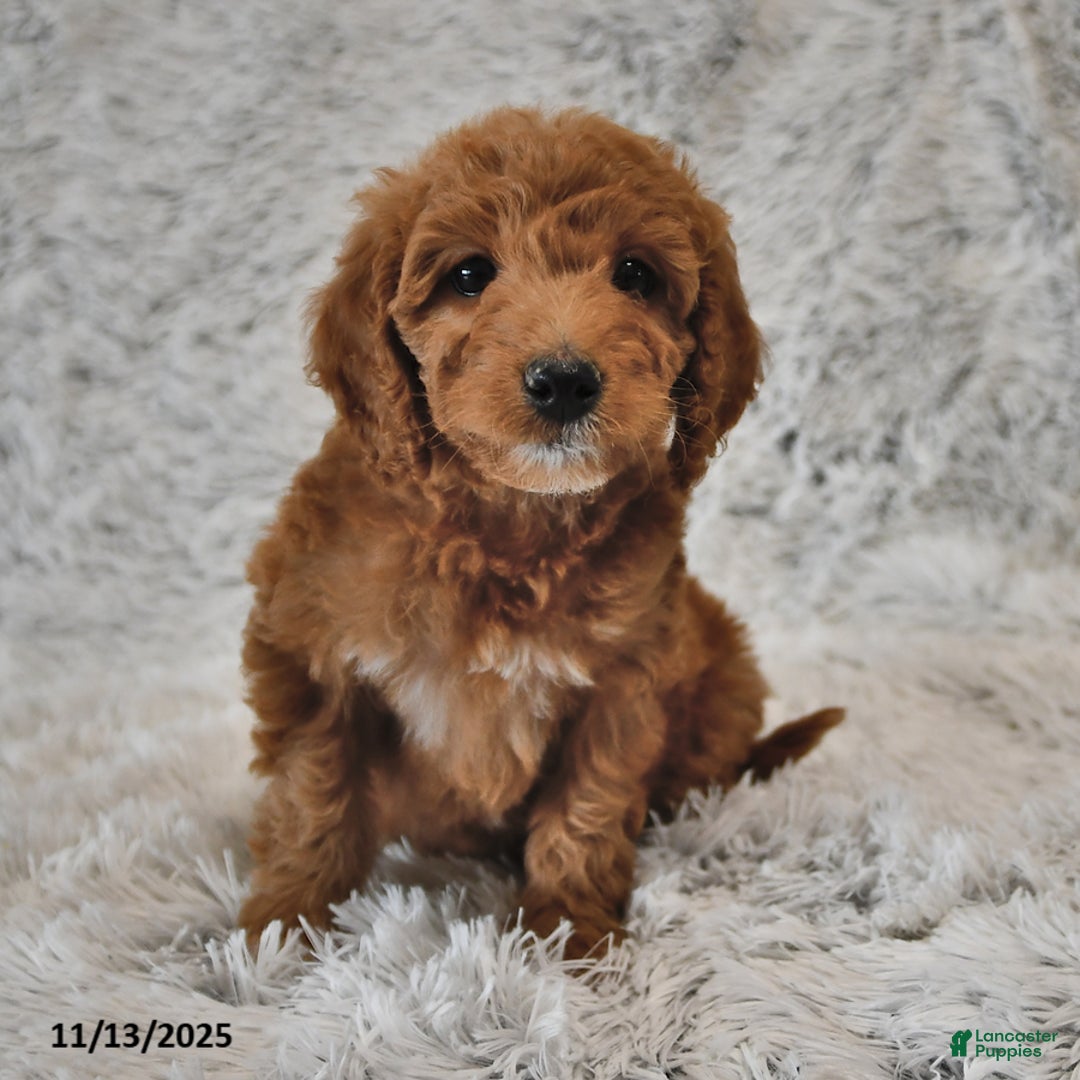 Mini Goldendoodle dogs for sale: Curly - Ad 2