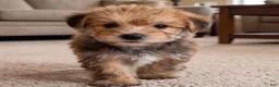 Morkie dogs for sale: Jasper - Ad 7