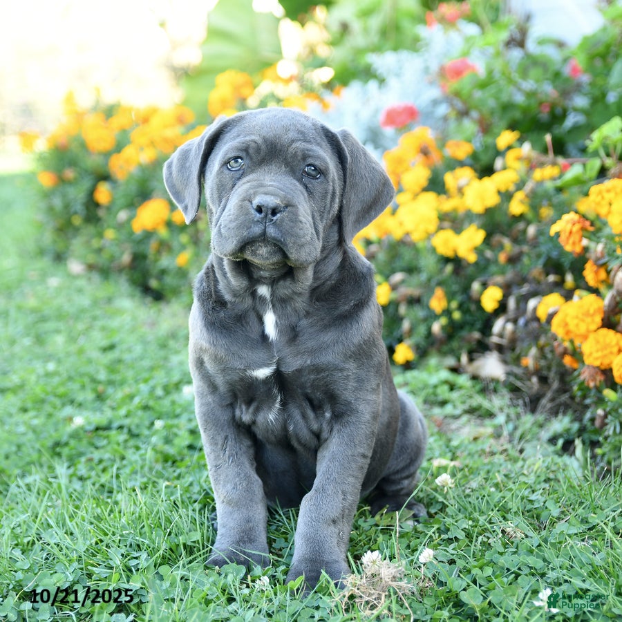 Cane Corso dogs Abby - Ad 10