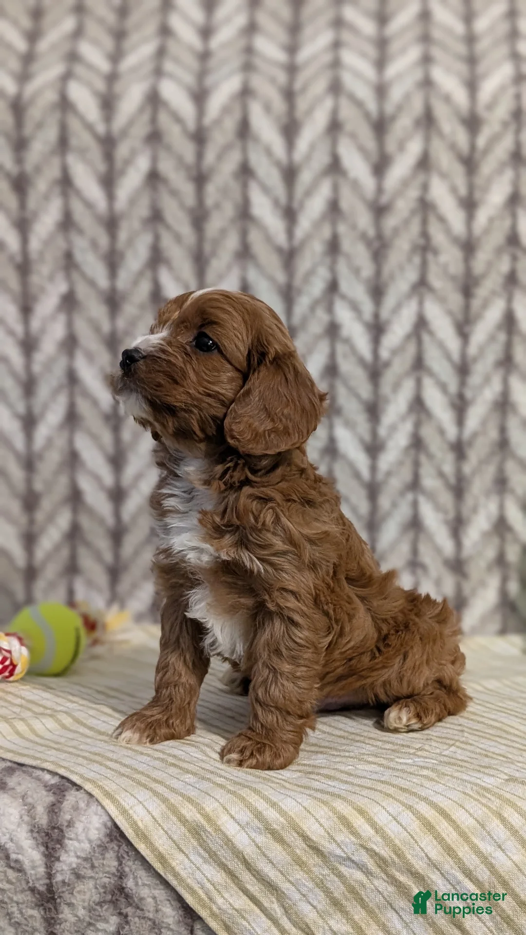 Cavapoo dogs for sale: Arlo - Ad 5
