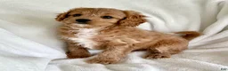 Cavapoo dogs for sale: Nala 💗 - Ad 2