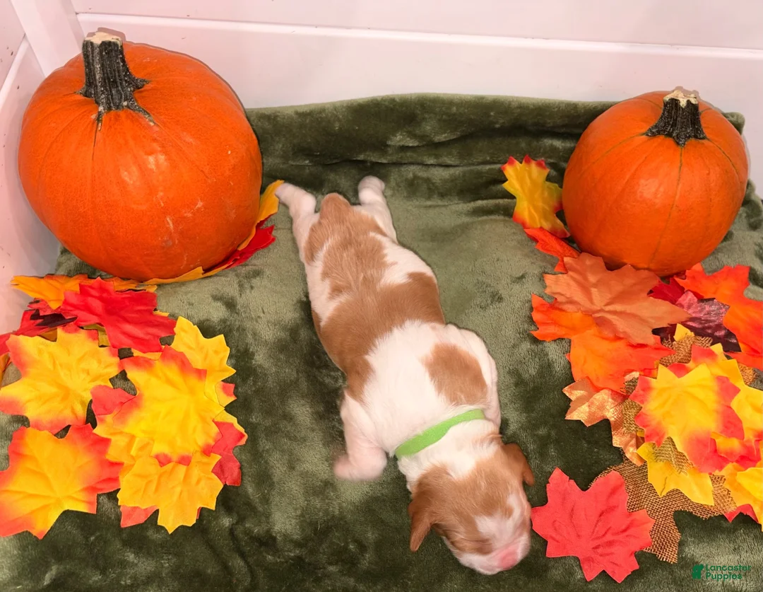 Brittany Spaniel dogs for sale: Brittany Spaniel 3 - Ad 2