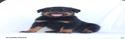 Rottweiler dogs for sale: Sambo - Ad 3