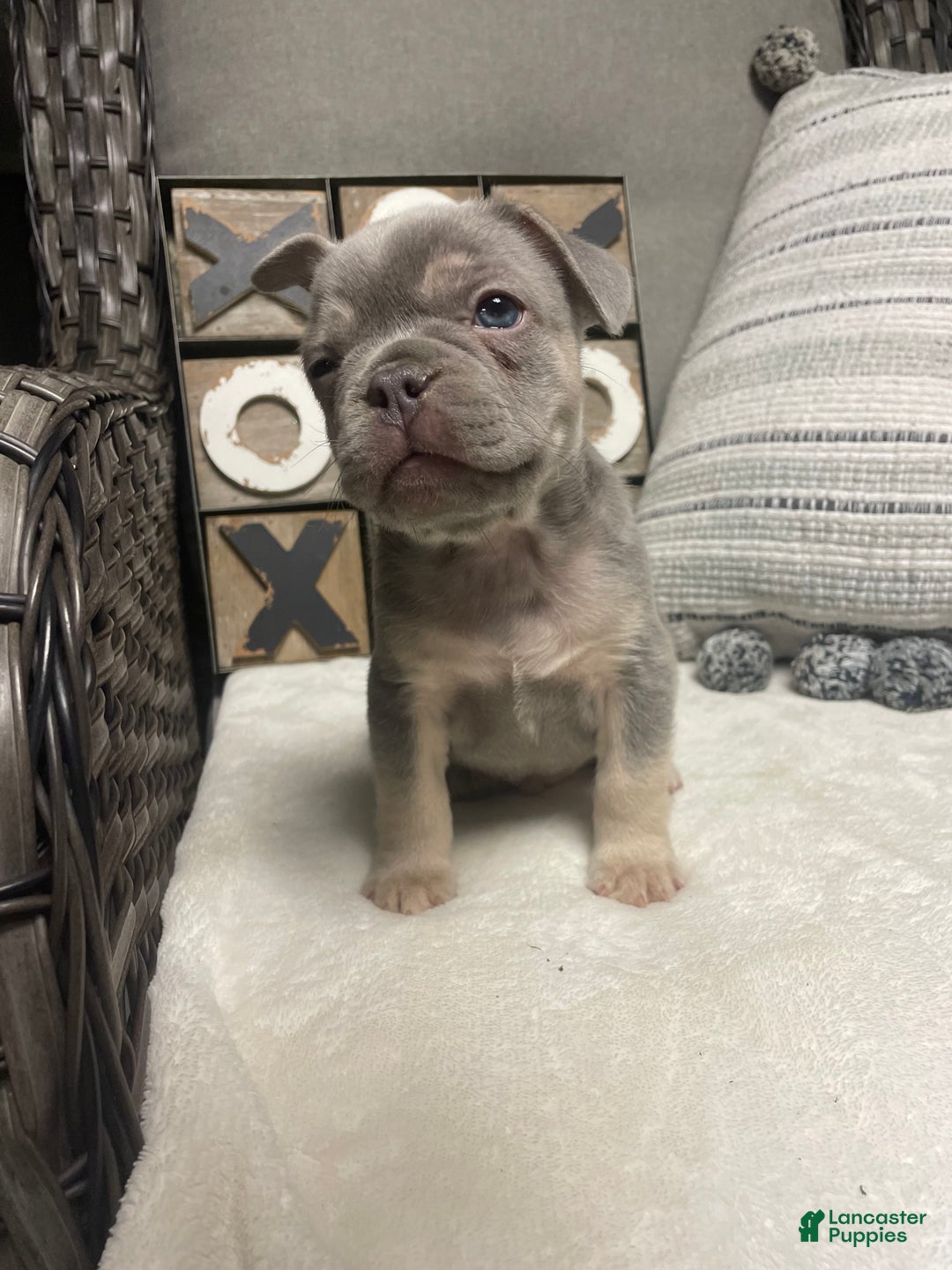 French Bulldog dogs for sale: French Bulldog Puppy 1 - Ad 8