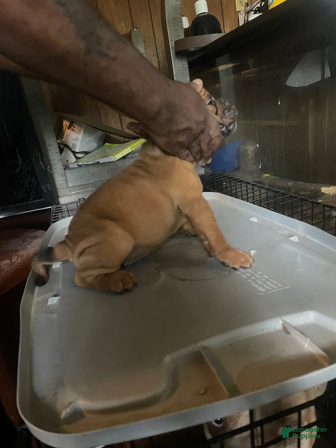 American Bully dogs for sale: Pocket Bully  - Ad 2