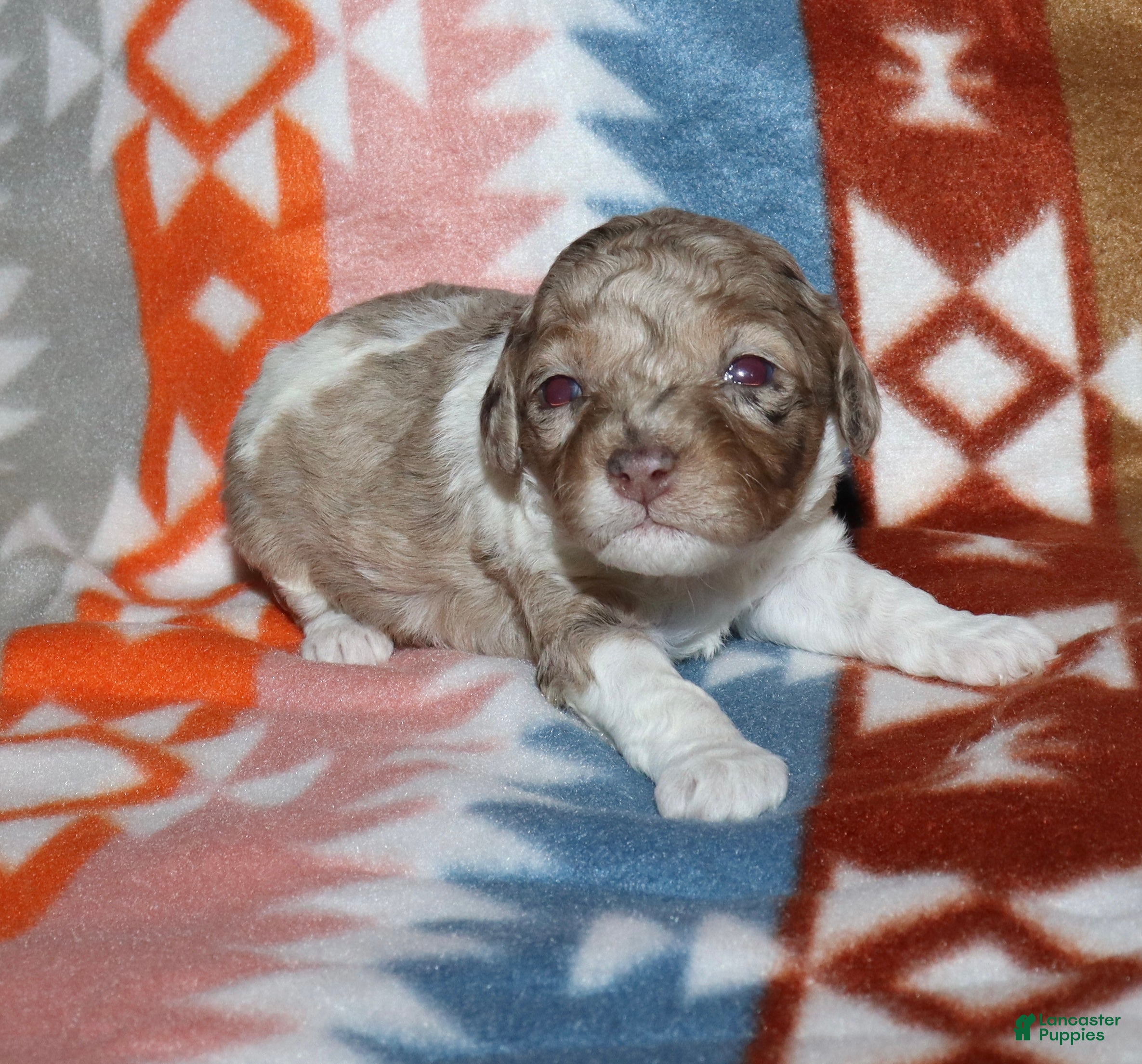 Miniature Poodle dogs Harlee’s brown merle parti female - Ad 19