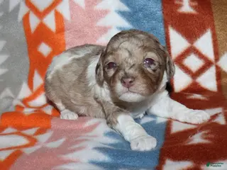 Miniature Poodle dogs Reserved Harlee’s brown merle parti female - Ad 39