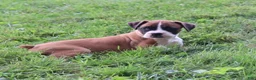 Boxer dogs for sale: Piper - Ad 9