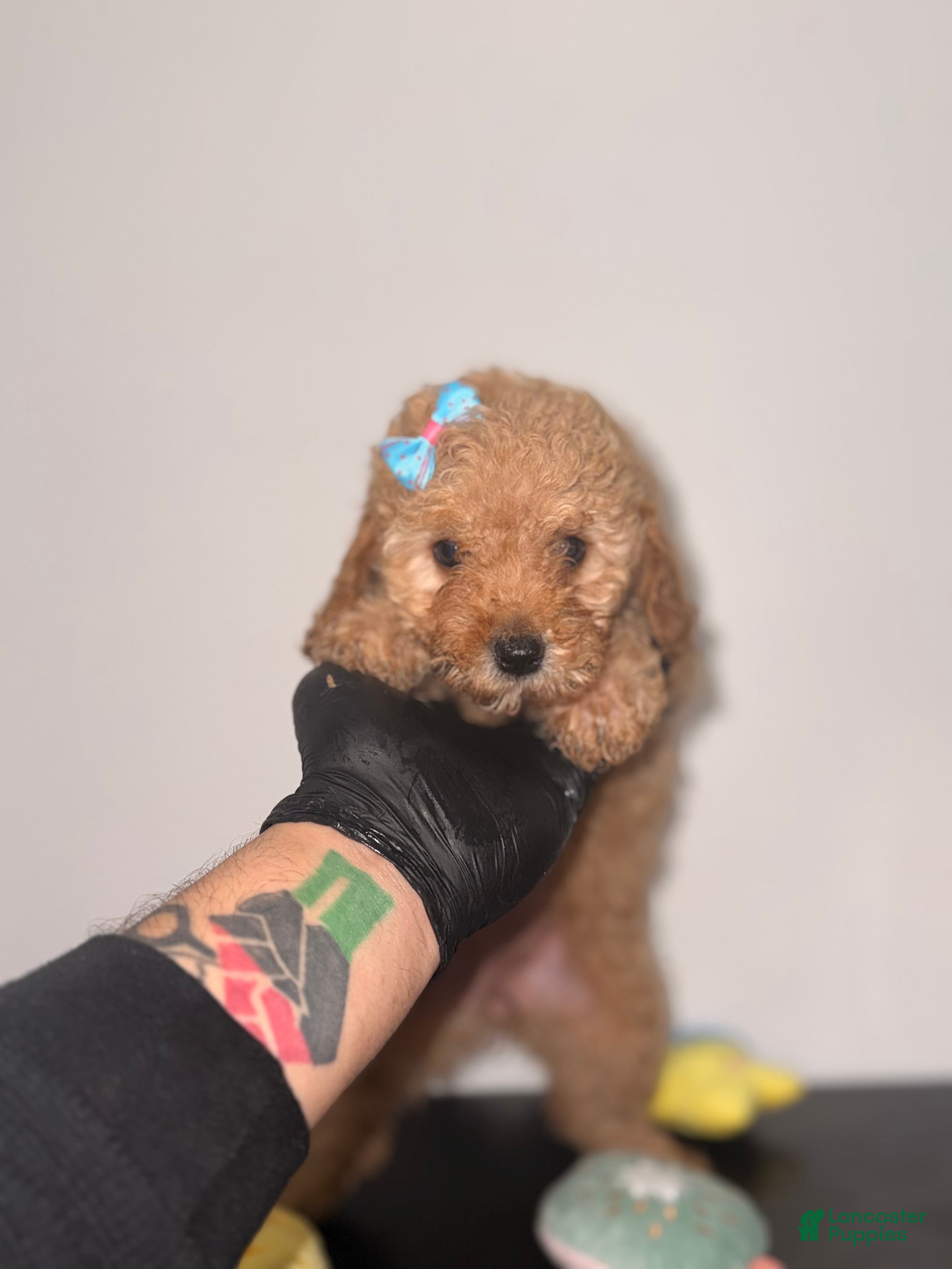Toy Poodle dogs for sale: Hannah - Ad 3