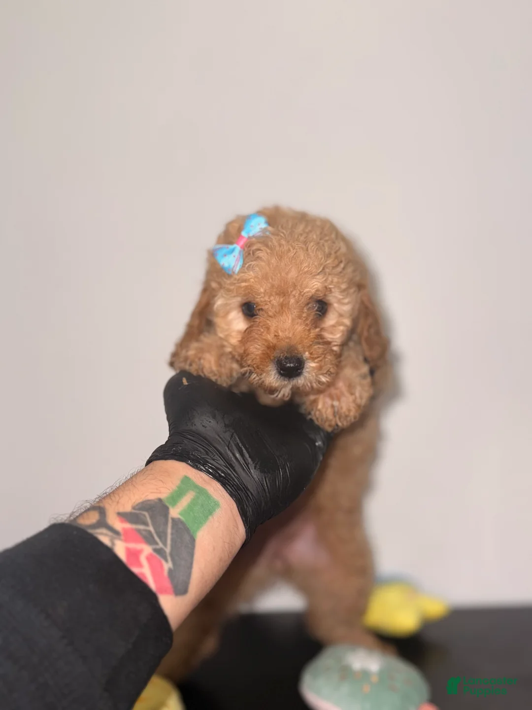 Toy Poodle dogs for sale: Hannah - Ad 1