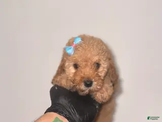 Toy Poodle dogs for sale: Hannah - Ad 3