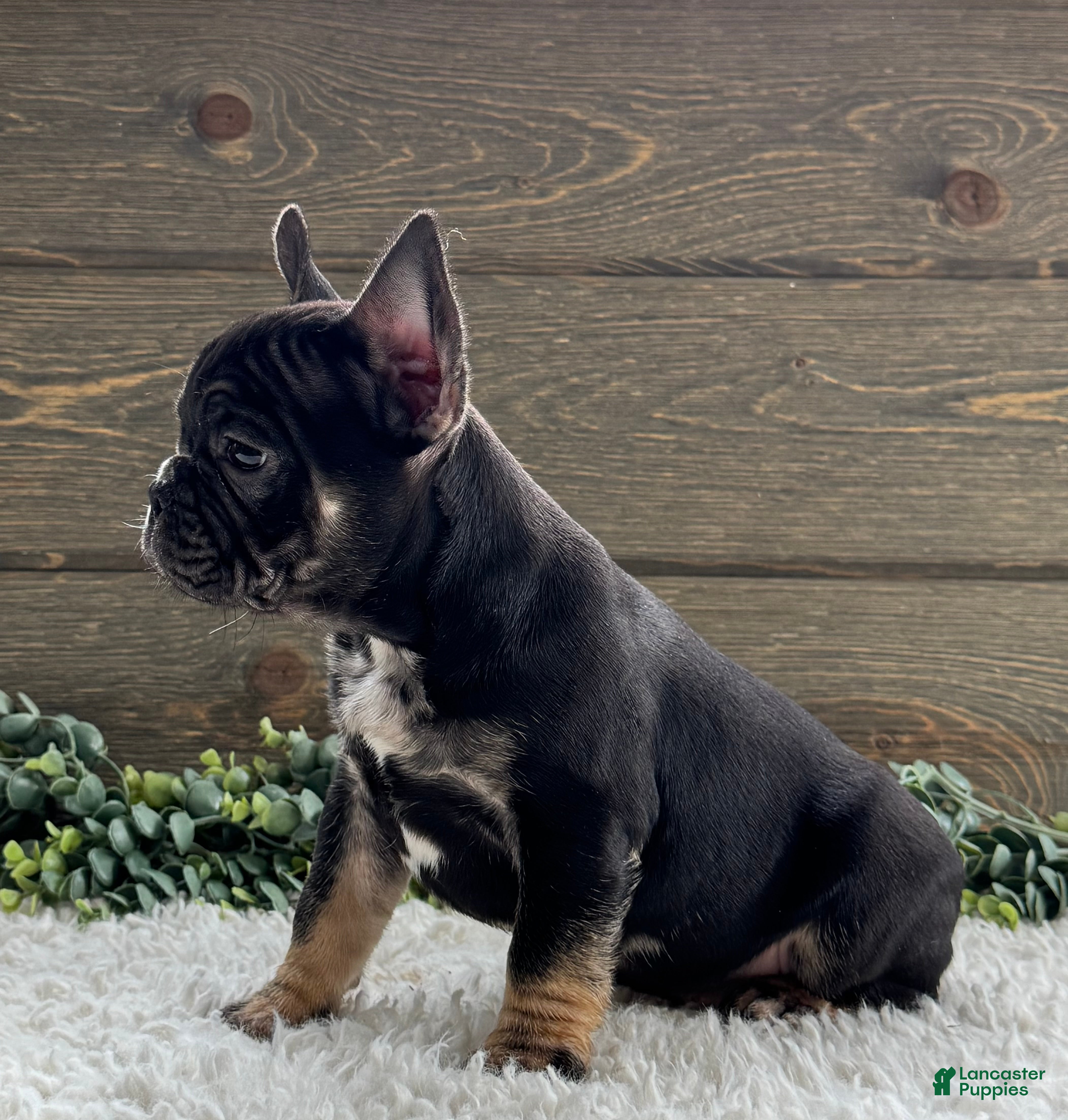 Mixed Breed dogs Johnny  - Ad 1