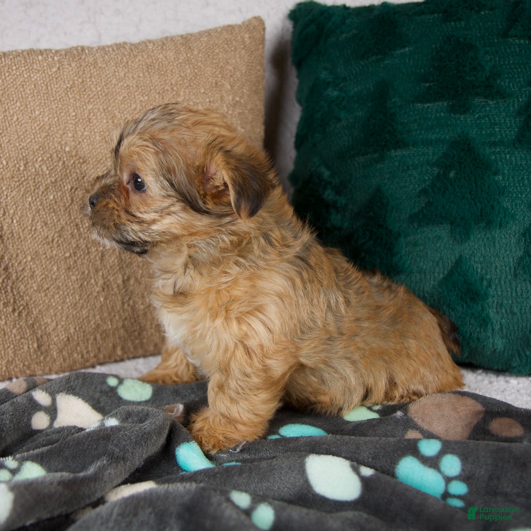 Shorkie dogs for sale: Ivy - Ad 4