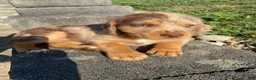 Mixed Breed dogs for sale: Millie - Ad 1