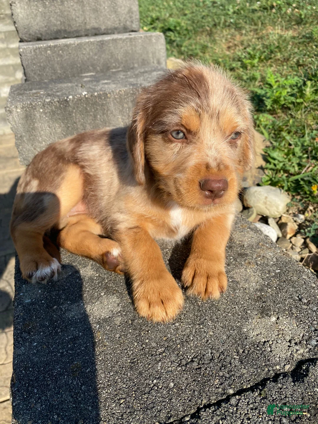 Mixed Breed dogs for sale: Millie - Ad 1
