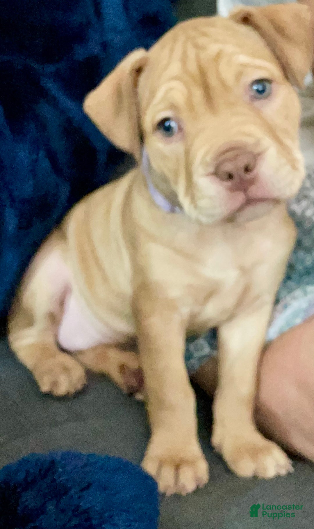 American Bully dogs for sale: American Bully Puppy 2 - Ad 2