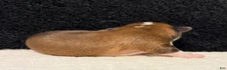 Chihuahua dogs for sale: Chihuahua 2 - Ad 21