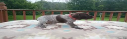 German Shorthaired Pointer dogs for sale: German Shorthaired Pointer Blaze - Ad 7