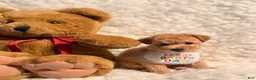 Toy Poodle dogs for sale: Teddy bear Poodle toy - Ad 2