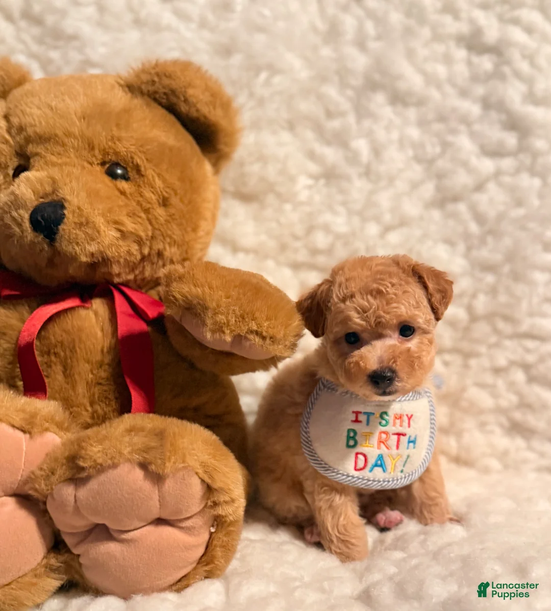 Toy Poodle dogs for sale: Teddy bear Poodle toy - Ad 2