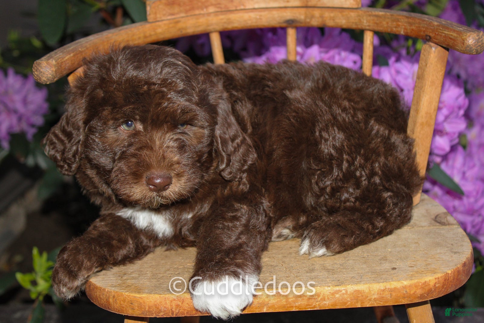 Mixed Breed dogs Jupiter - Ad 1