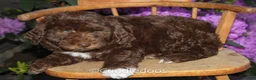 Mixed Breed dogs for sale: Jupiter - Ad 3