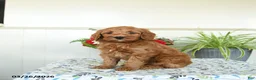 Mini Goldendoodle dogs for sale: Wooton - Ad 2