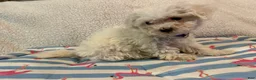 Bichon Frise dogs for sale: Bichon Frise female - Ad 6