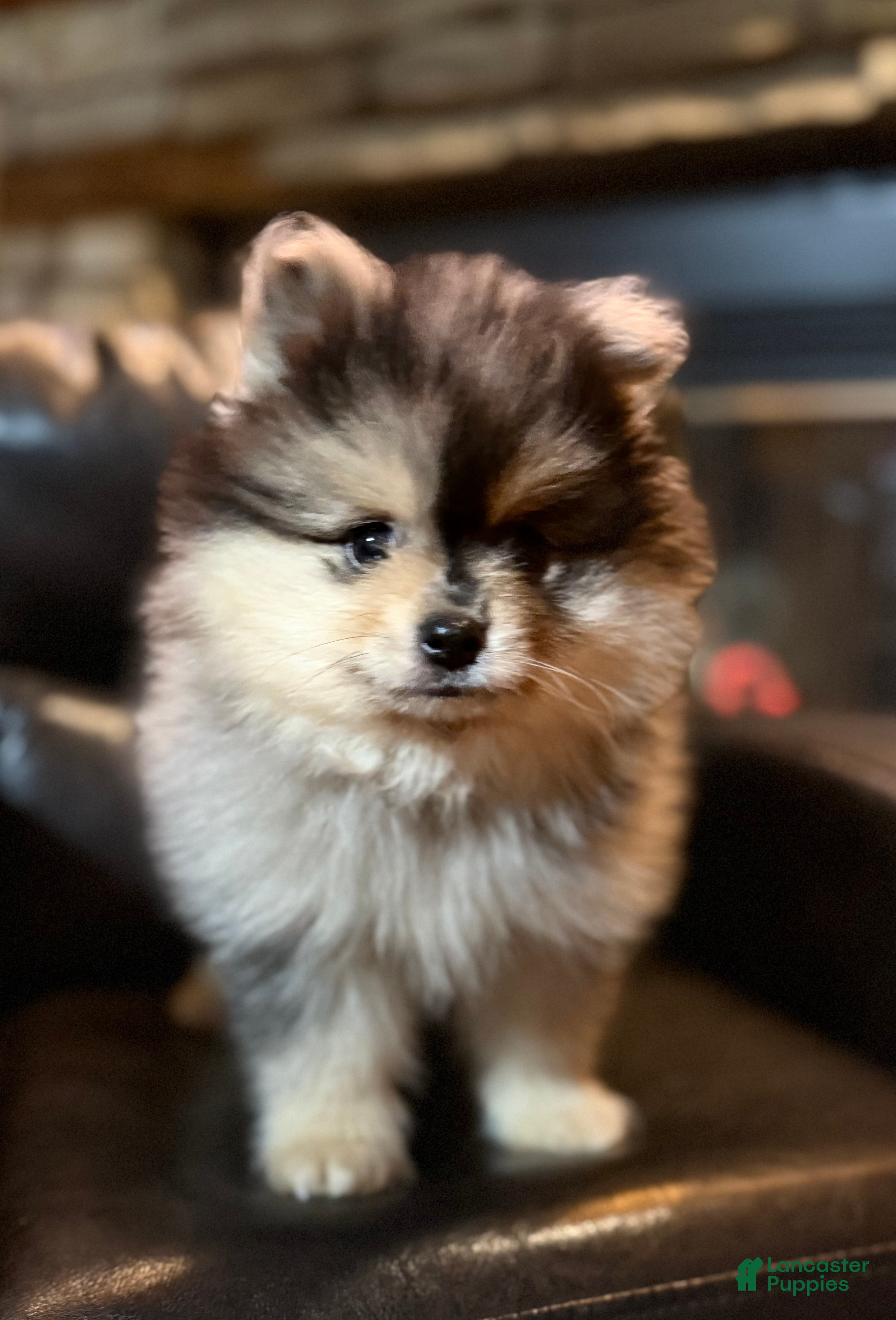 Pomeranian dogs Pomeranian Puppy 2 - Ad 1