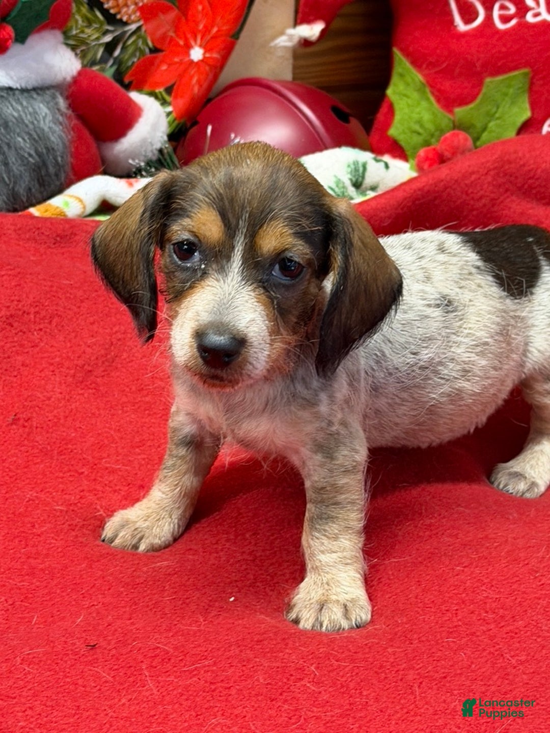 Dachshund dogs for sale: Nugget - Ad 2