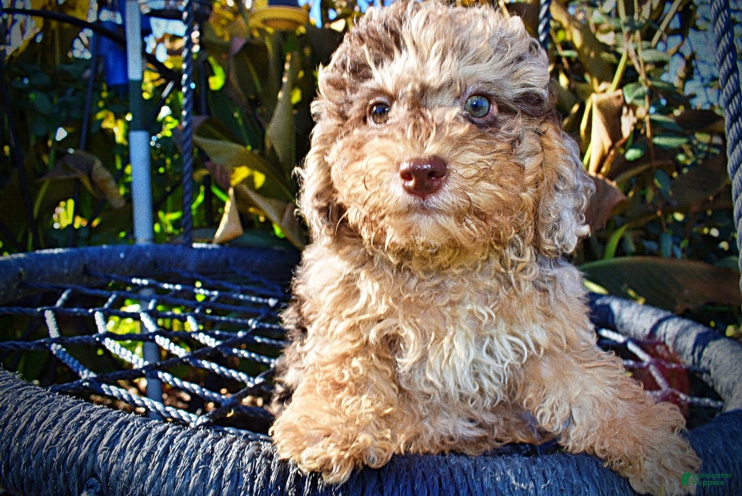 Havapoo dogs for sale: Jackson - Ad 5