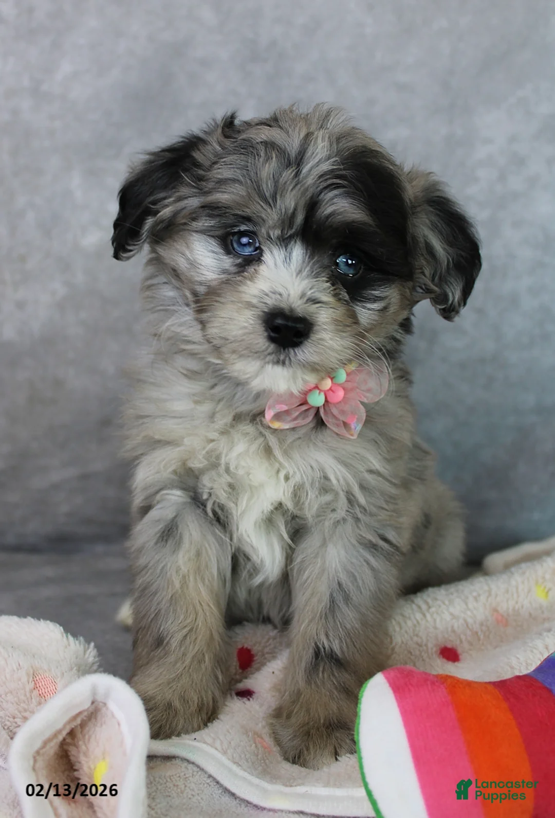 Mini Aussiedoodle dogs for sale: Brooklyn - Ad 1