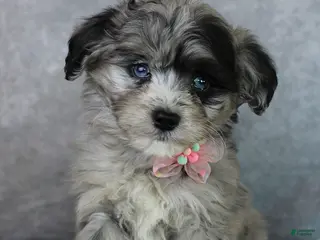 Mini Aussiedoodle dogs Brooklyn - Ad 14