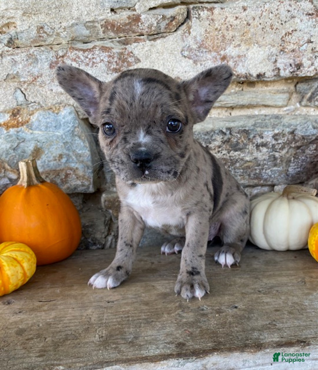 Frenchton dogs for sale: Gypsy - Ad 3