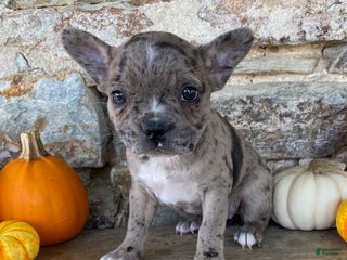 Frenchton dogs - Ad 24